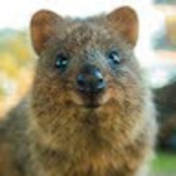 lilbabushla